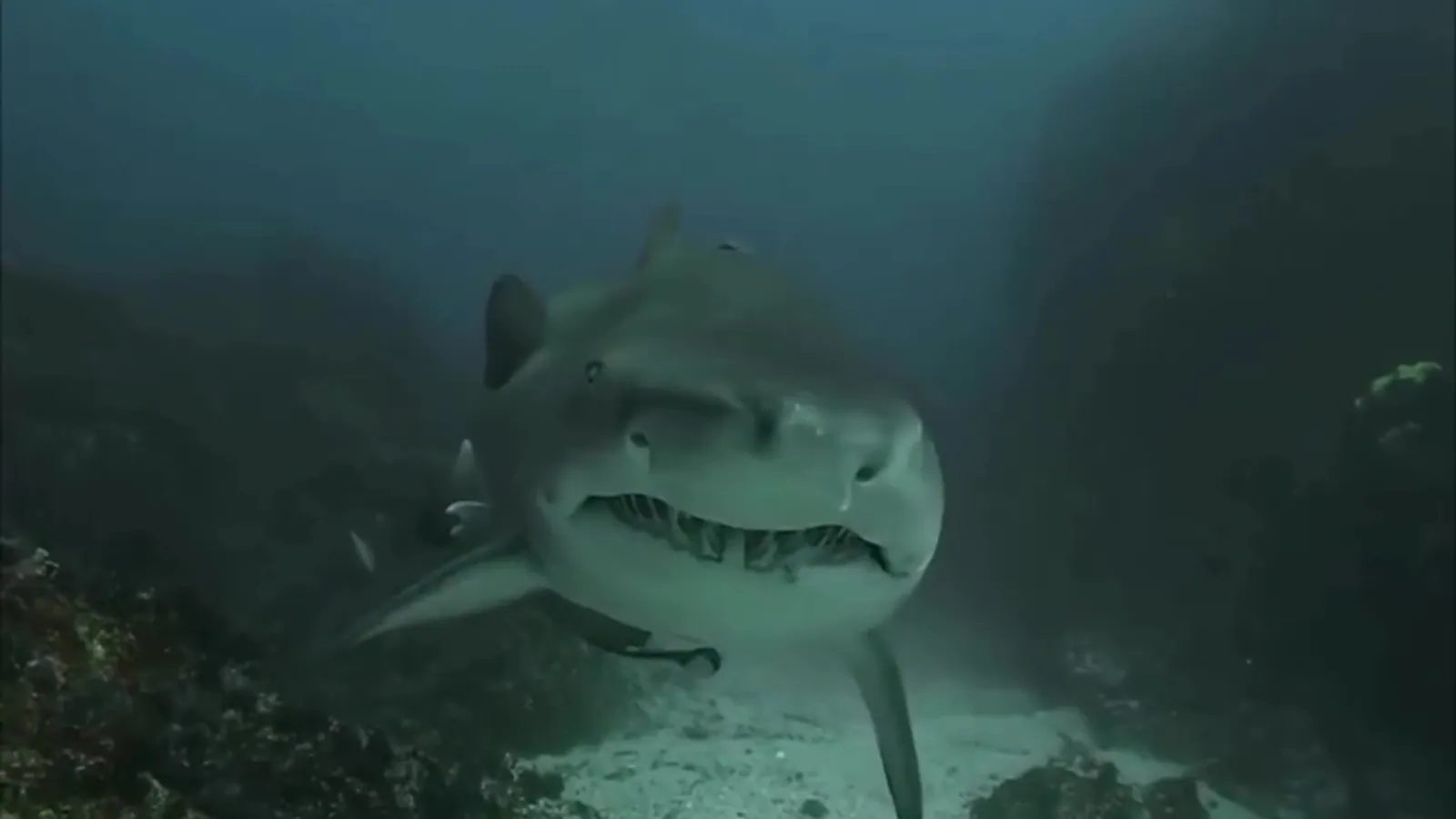 Blue Bay Divers
