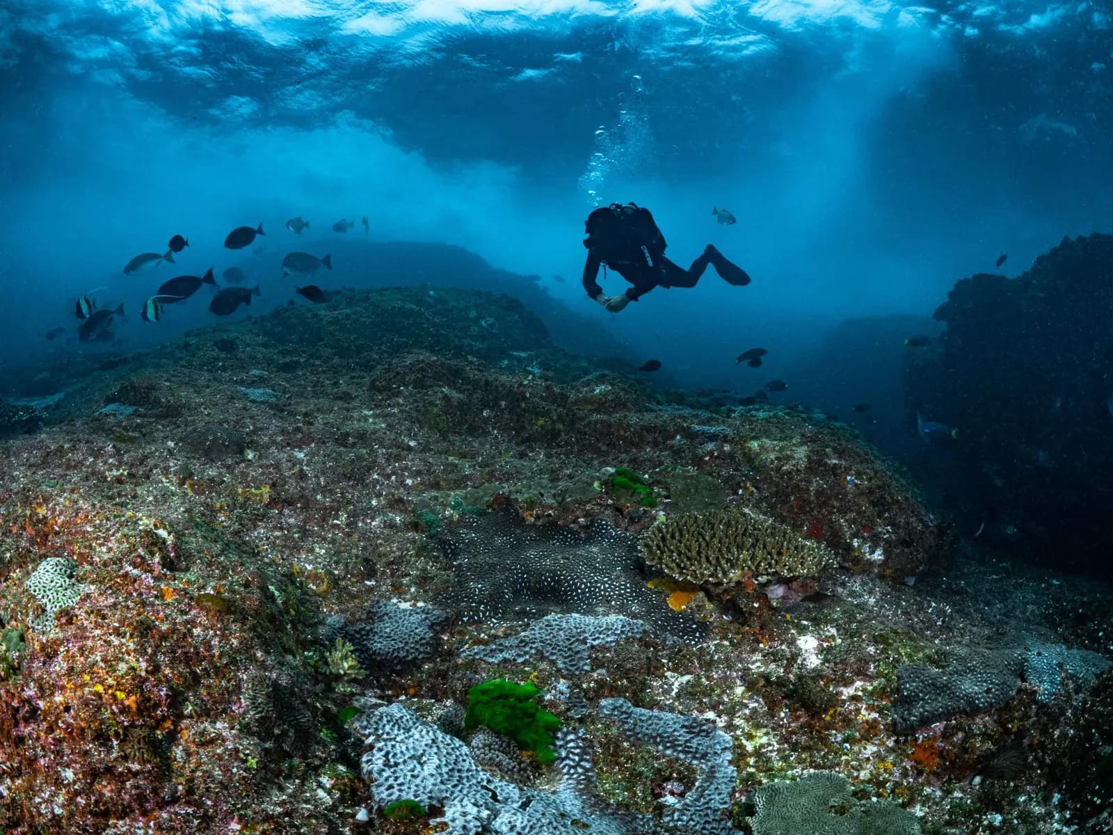 Dive Centre Bondi