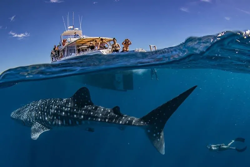 Exmouth Dive & Whalesharks Ningaloo