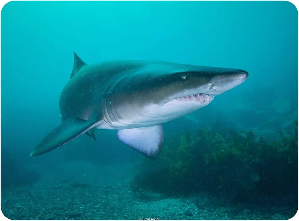 Shellharbour Scuba