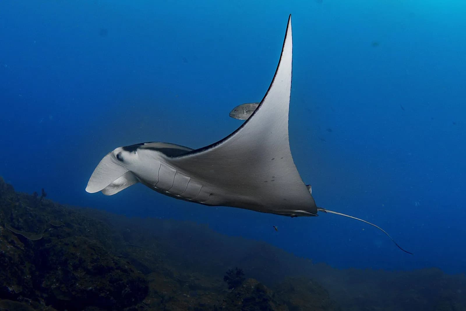 Wolf Rock Dive Centre