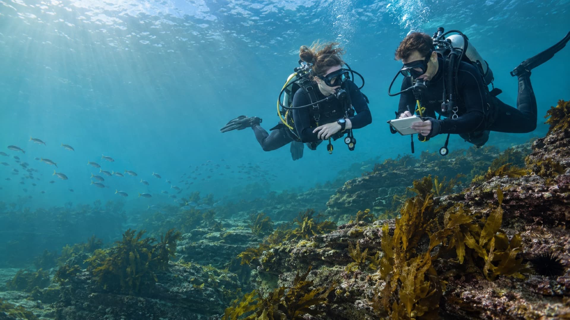 Two scuba divers reviewing an underwater slate above an Australian temperate reef