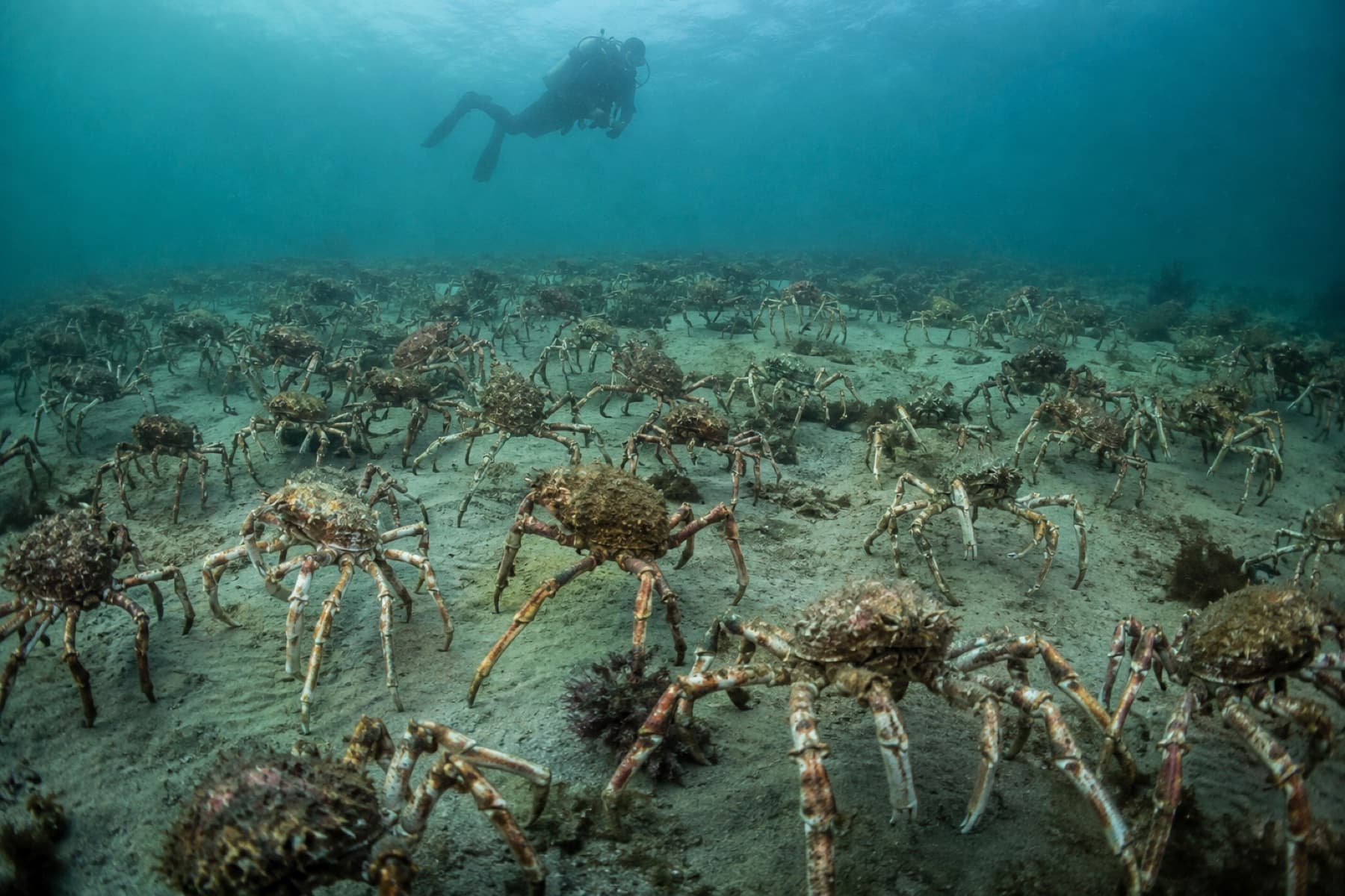 Giant spider crabs aggregating across a cool-water sandy seabed