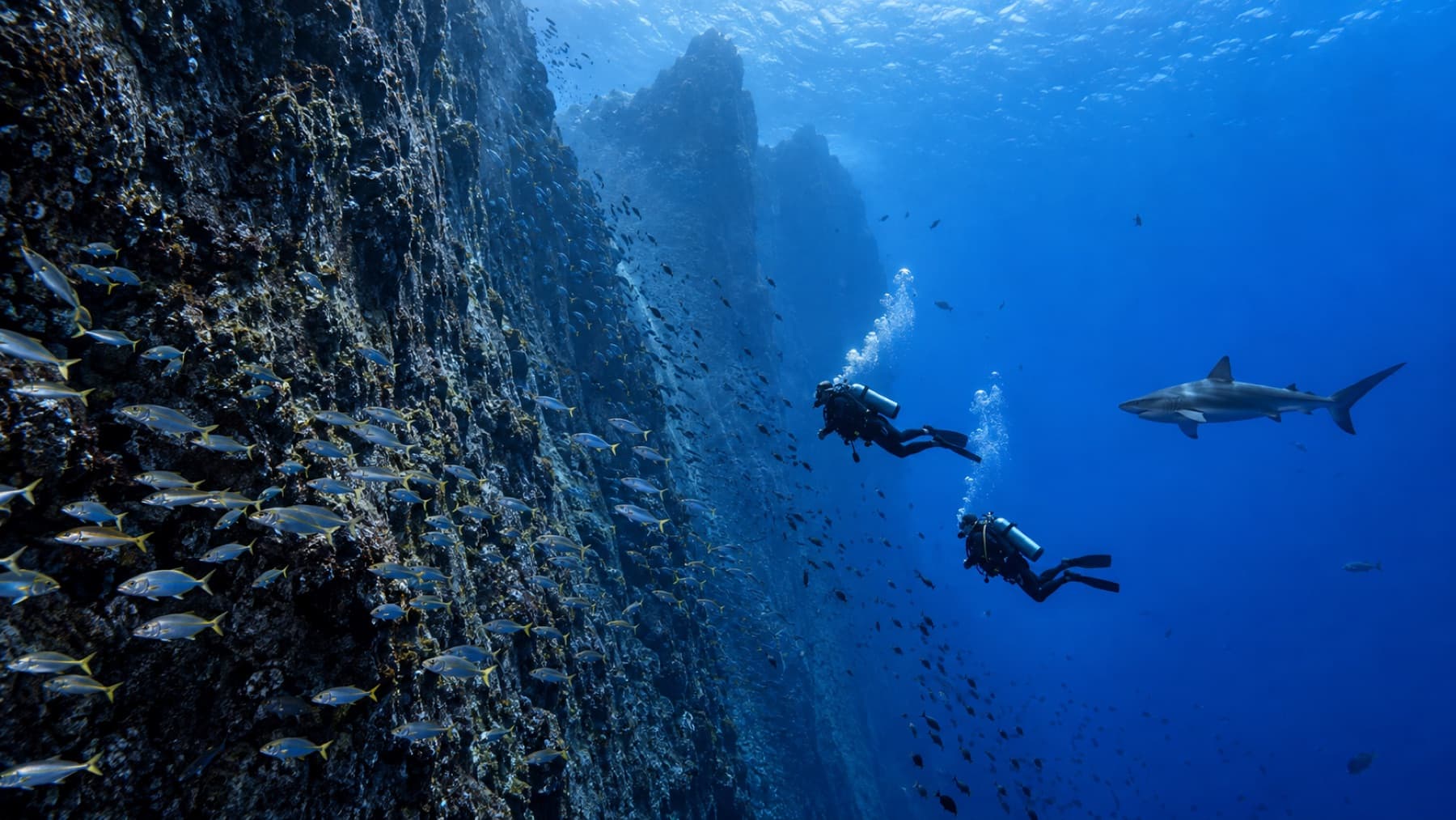 Scuba divers beside a dramatic volcanic wall at Lord Howe Island