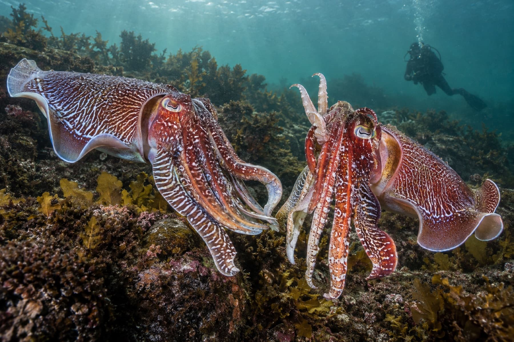 Two giant Australian cuttlefish displaying above a rocky reef
