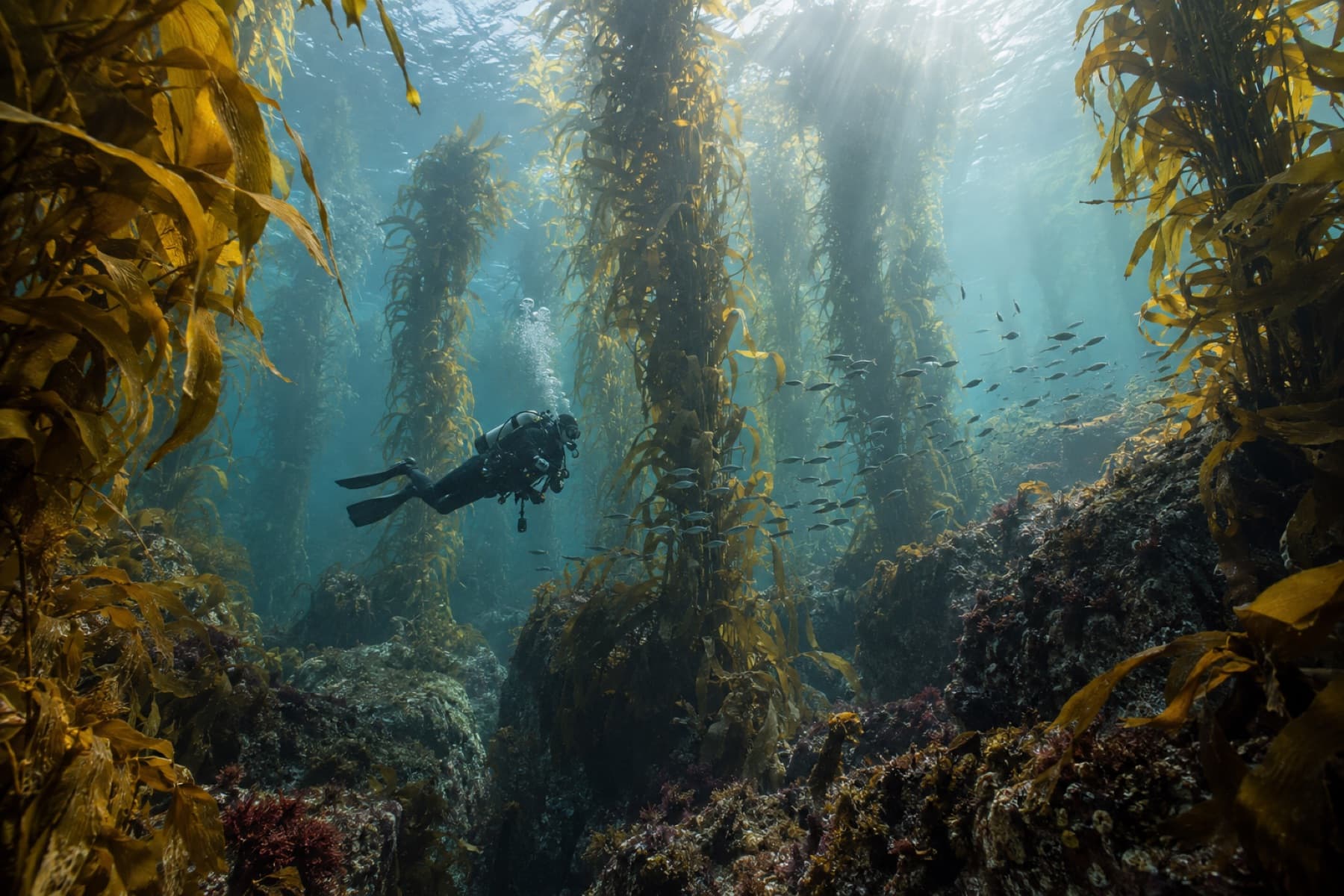 Drysuit scuba diver among towering giant kelp in Tasmania