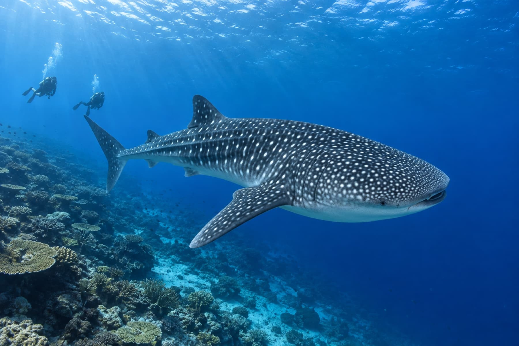 Whale shark cruising over Ningaloo Reef with divers in the distance