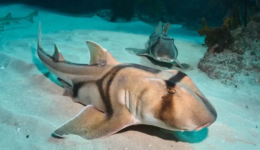 Abyss Scuba Diving — photo 3
