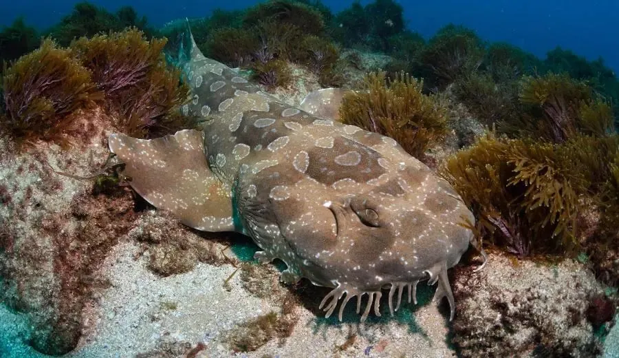 Abyss Scuba Diving — photo 5