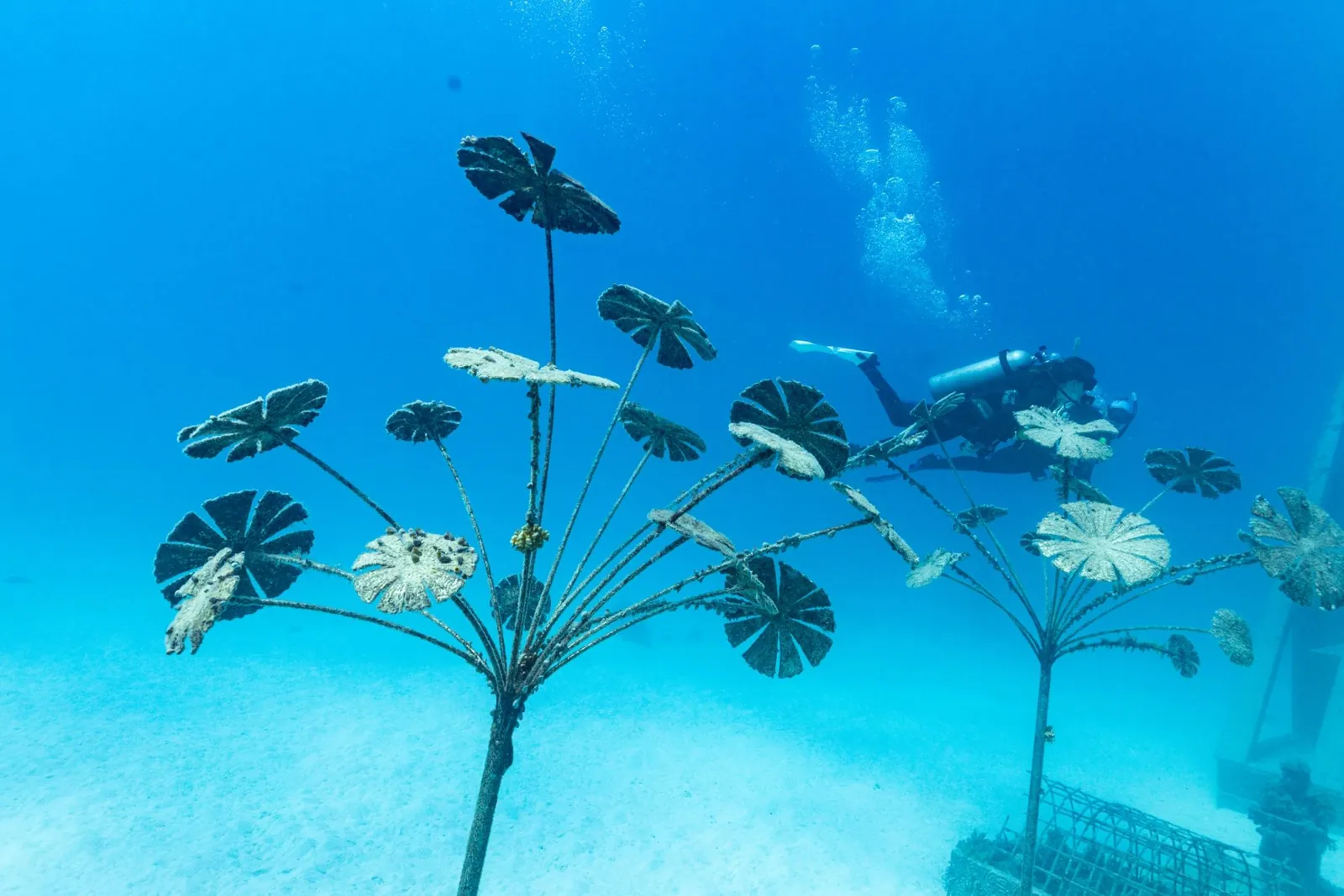 Adrenalin Snorkel & Dive — photo 3