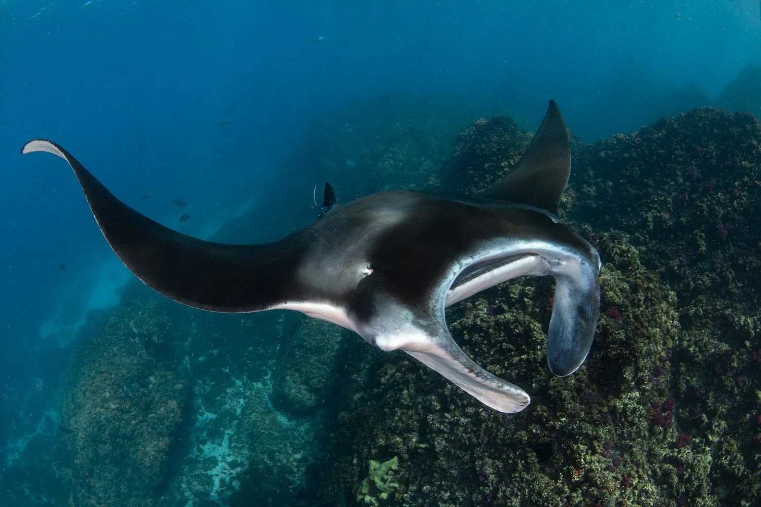 Blue Bay Divers — photo 4