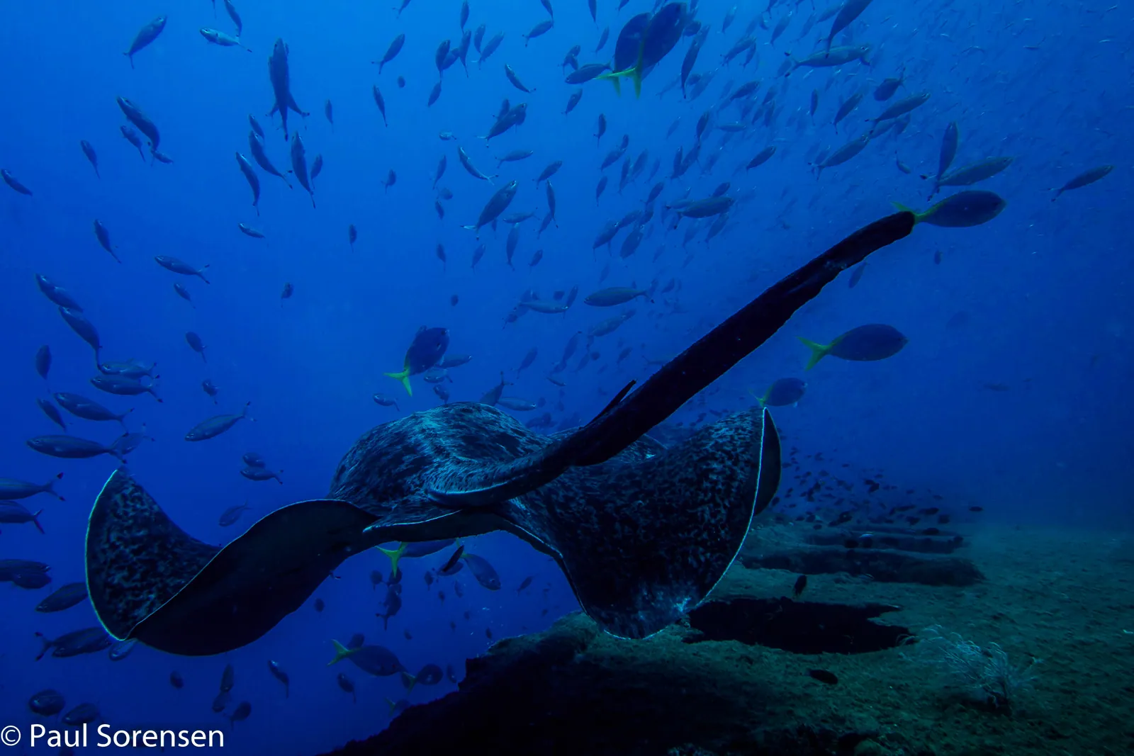 Diveline Scuba Centre — photo 3