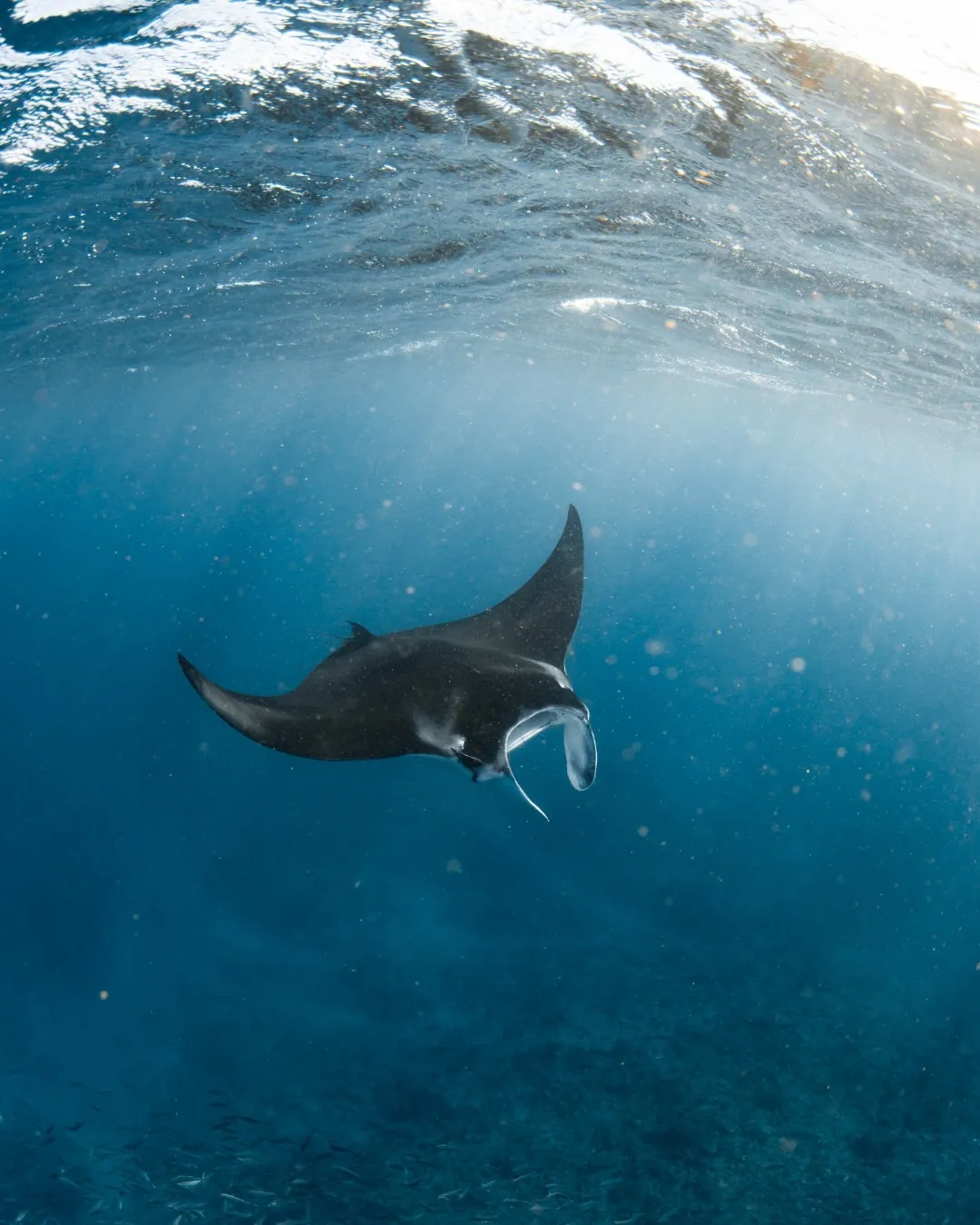 Exmouth Dive & Whalesharks Ningaloo — photo 4
