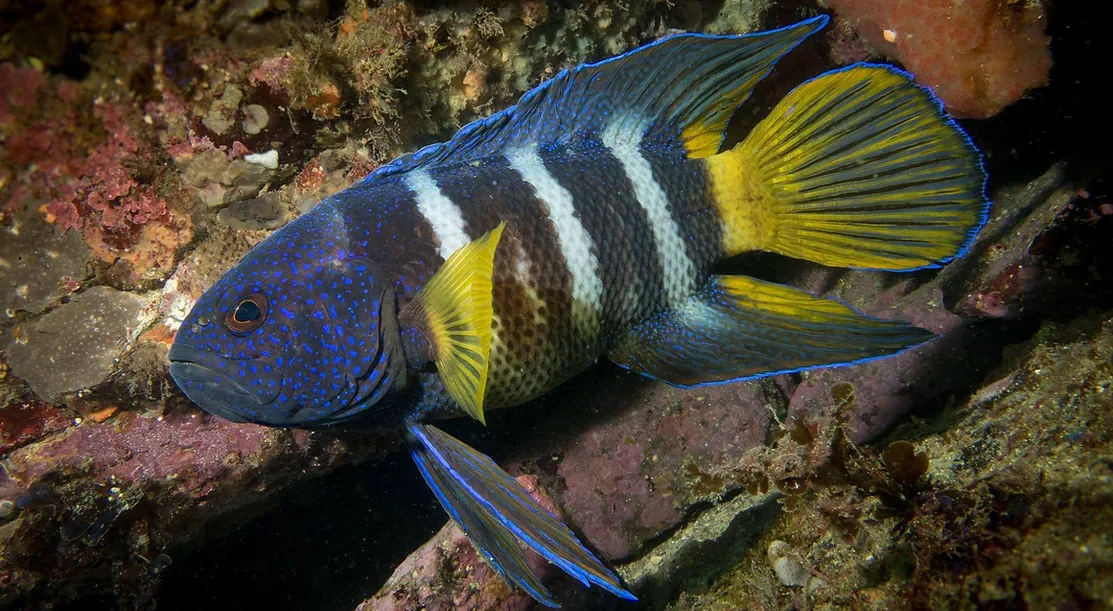 Shellharbour Scuba — photo 3