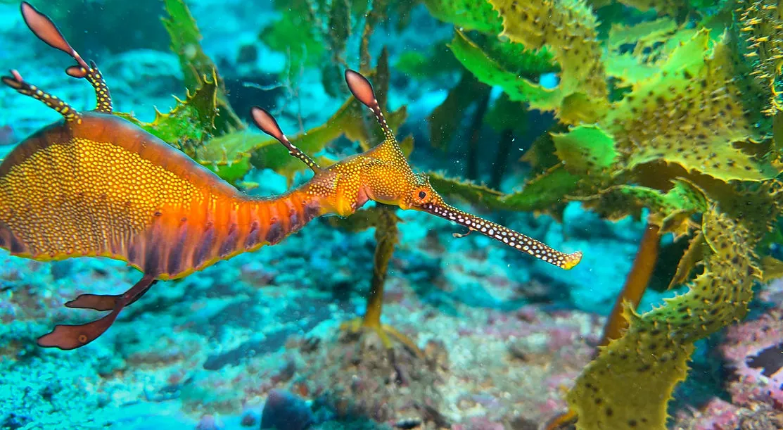 Shellharbour Scuba — photo 4