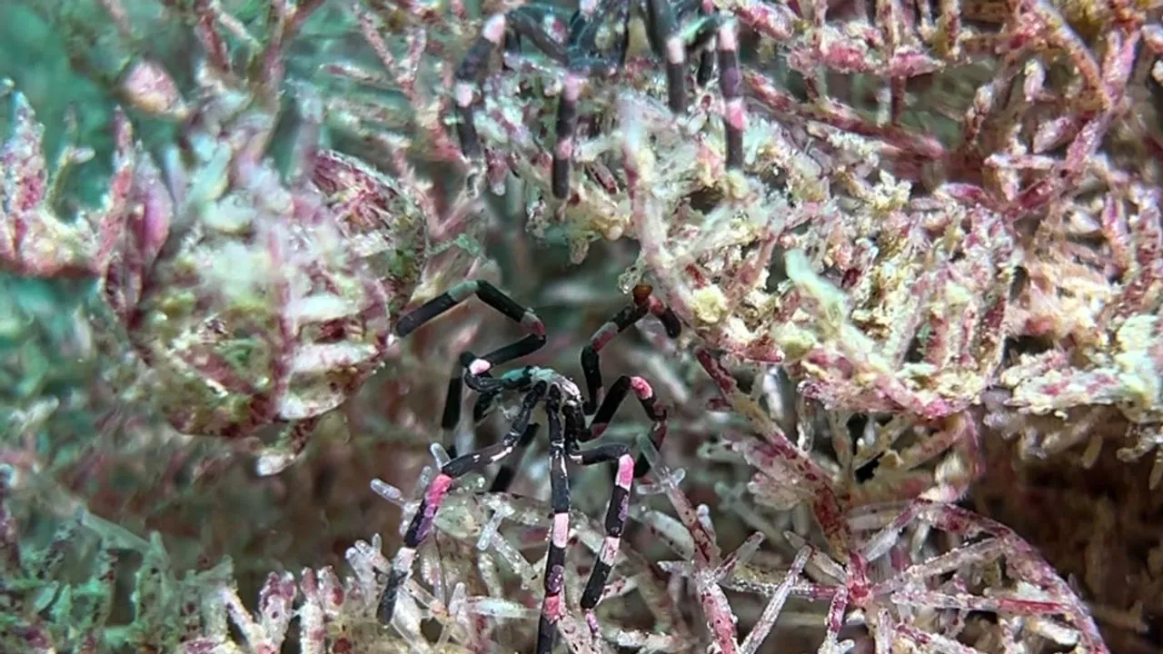 Shellharbour Scuba — photo 5