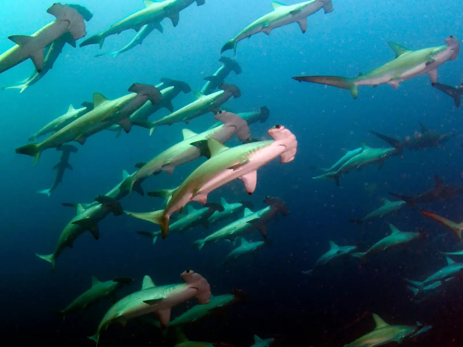 South West Rocks Dive Centre — photo 4