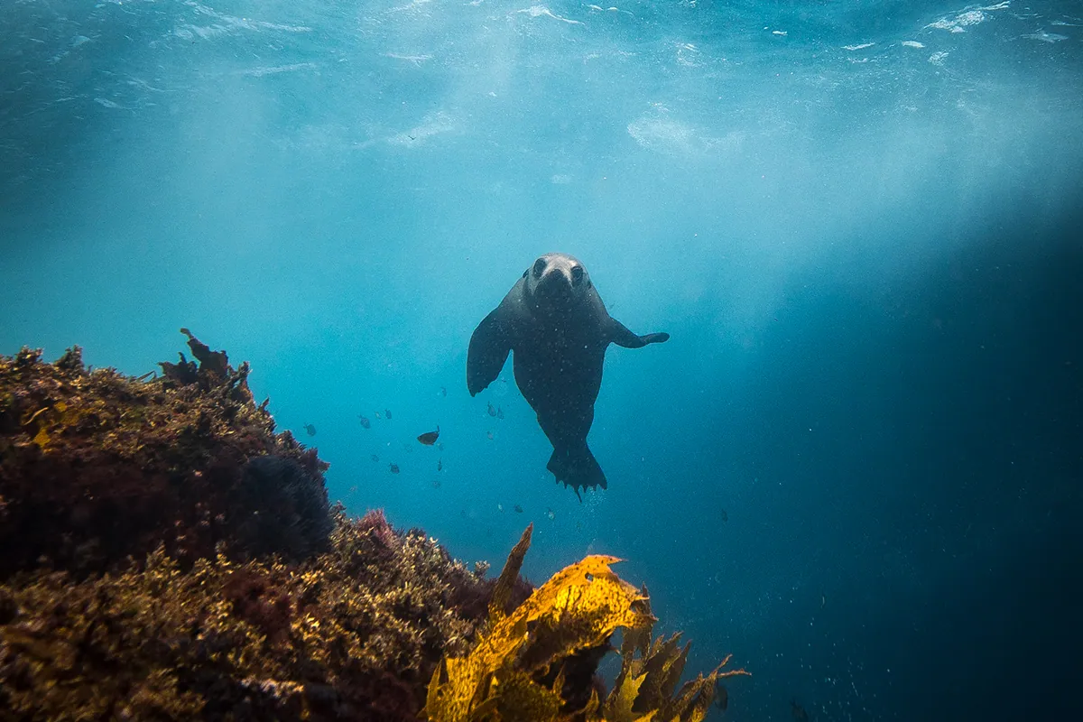 Underwater Safaris Narooma — photo 3