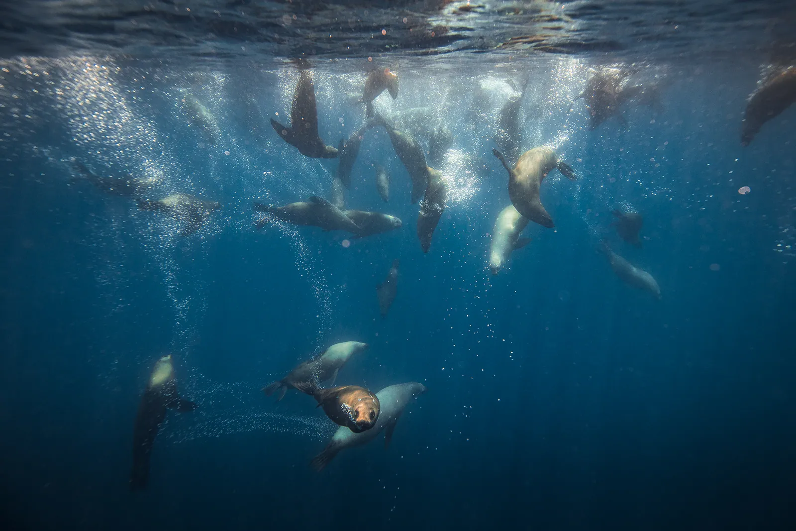 Underwater Safaris Narooma — photo 4