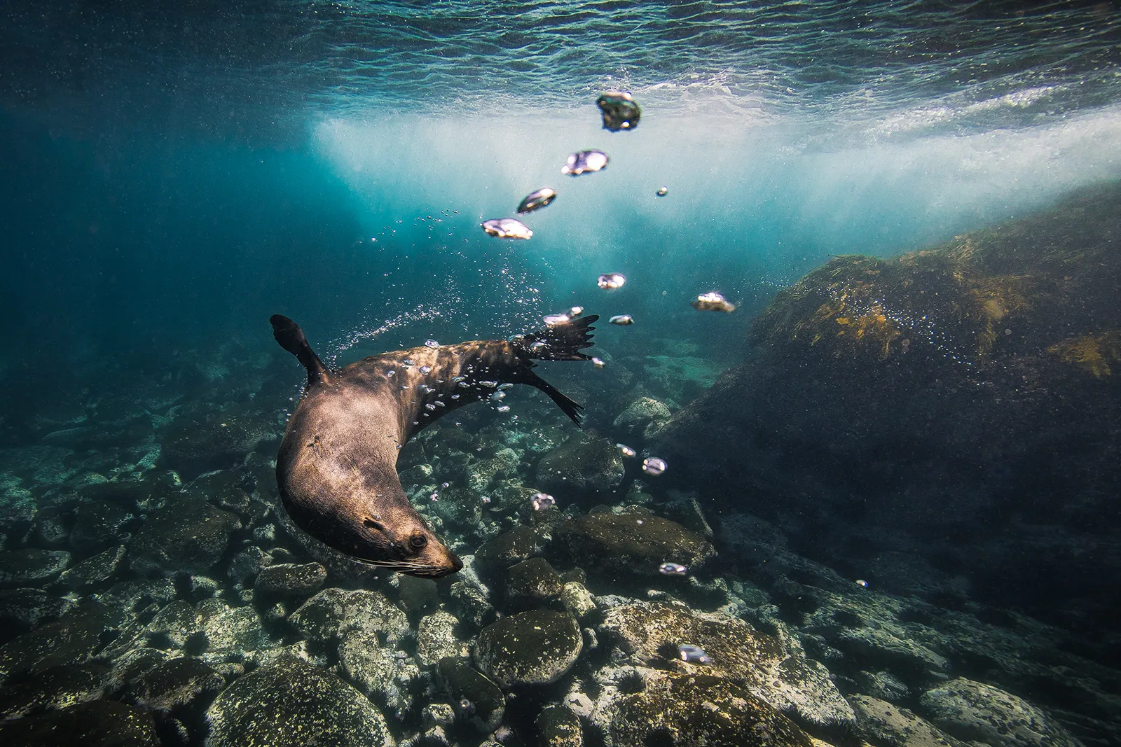 Underwater Safaris Narooma — photo 5