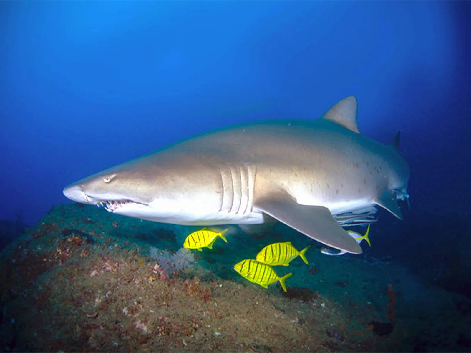 Wolf Rock Dive Centre — photo 4