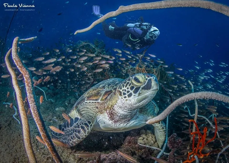 Yongala Dive — photo 4