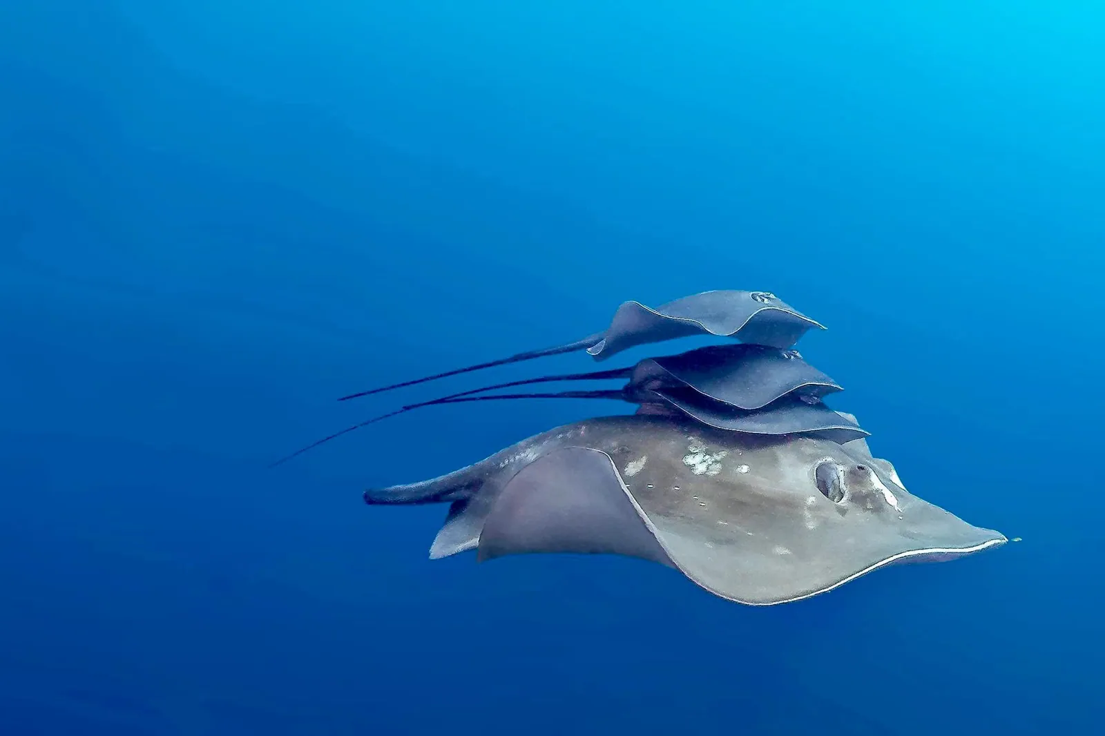 Yongala Dive — photo 5
