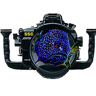 Shellharbour Scuba logo